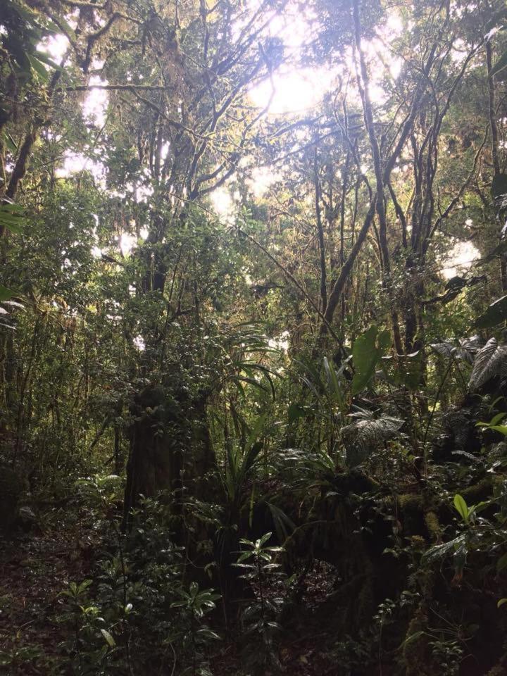 Cabana De Montana La Magnolia, Cerro De La Muerte De La Canuela Cloud Forest Tres de Junio Zewnętrze zdjęcie